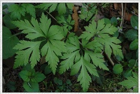 Berberine Hydrochloride powder extract Berberine Hydrochloride powder extract