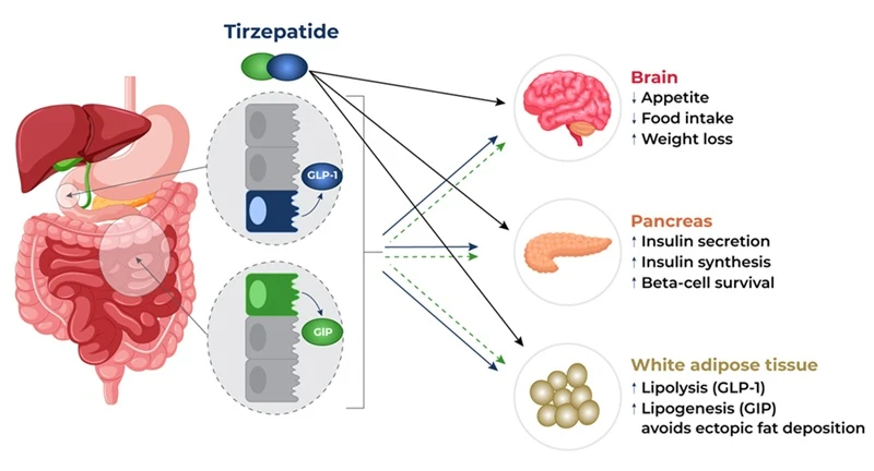 Tirzepatide Tirzepatide